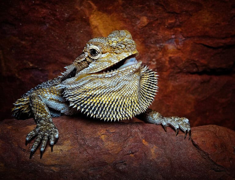 Pogona vitticeps, dragón barbudo