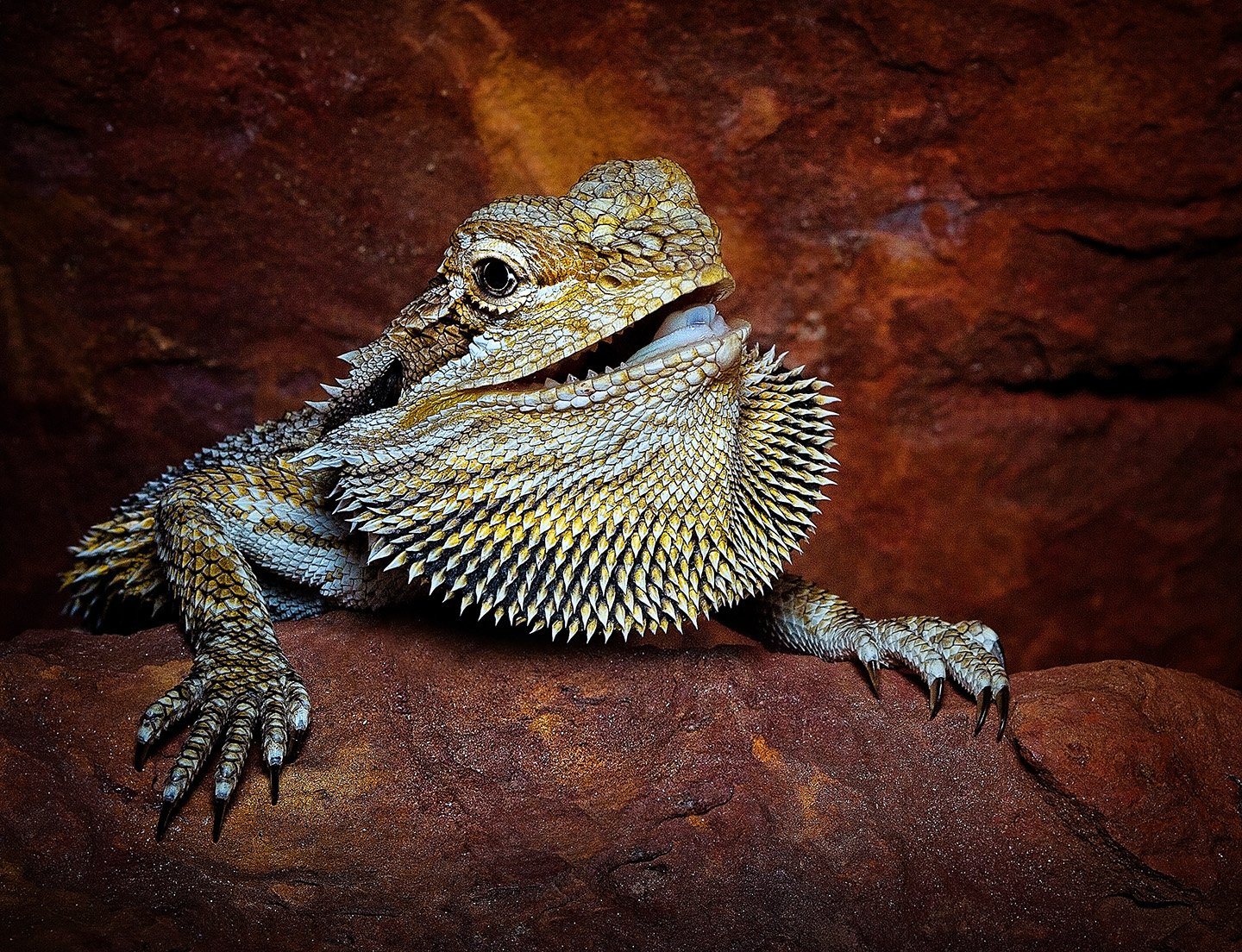 Pogona vitticeps, dragón barbudo