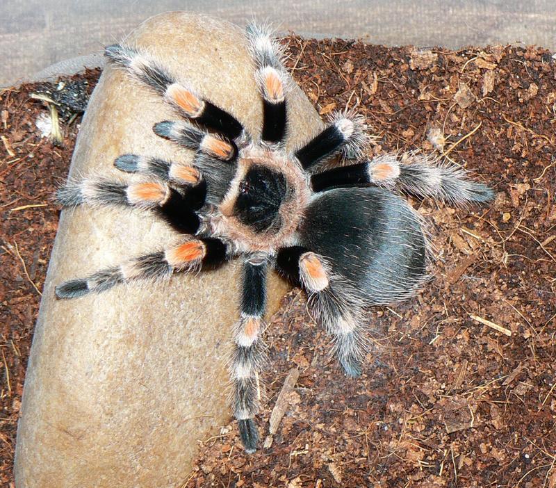Brachypelma smithi, tarántula de rodillas rojas