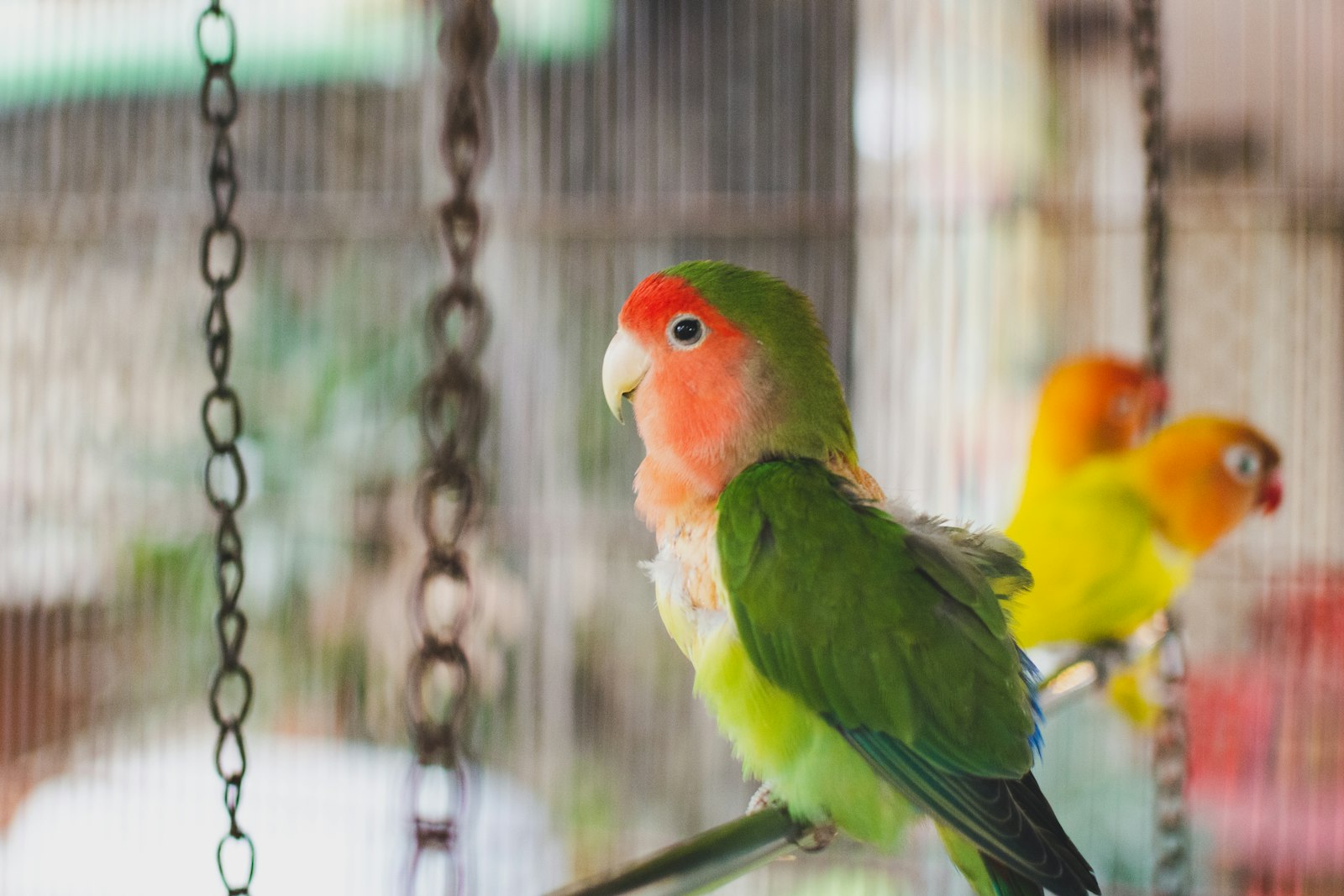 Agapornis de cara rosada (Agapornis roseicollis) dentro de un aviario