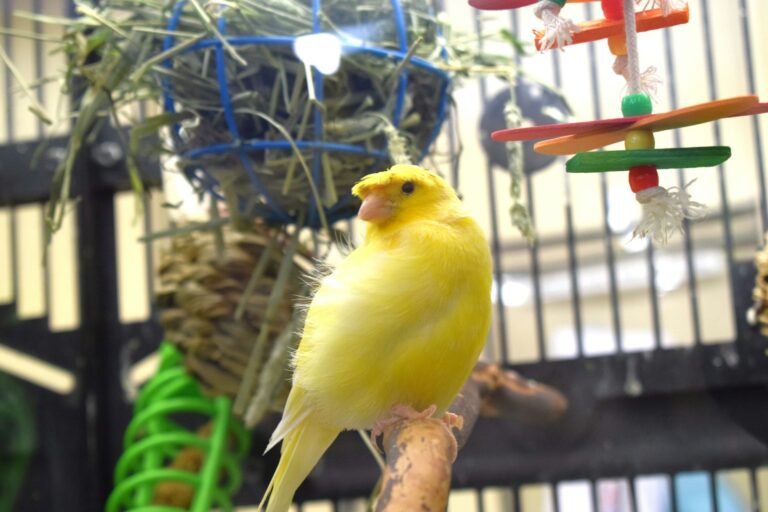 Canario doméstico amarillo (Serinus canaria) posado en su jaula
