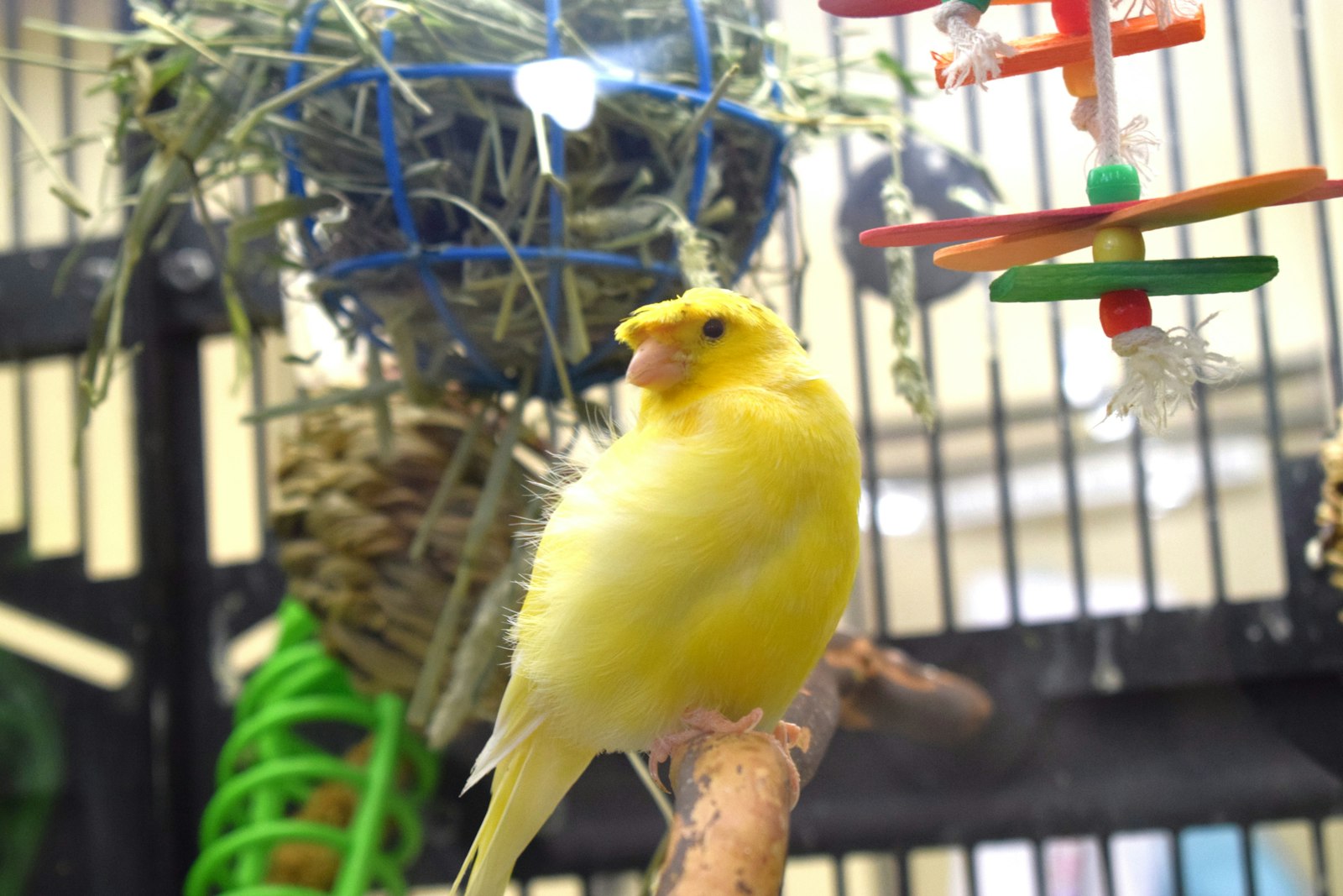Canario doméstico amarillo (Serinus canaria) posado en su jaula