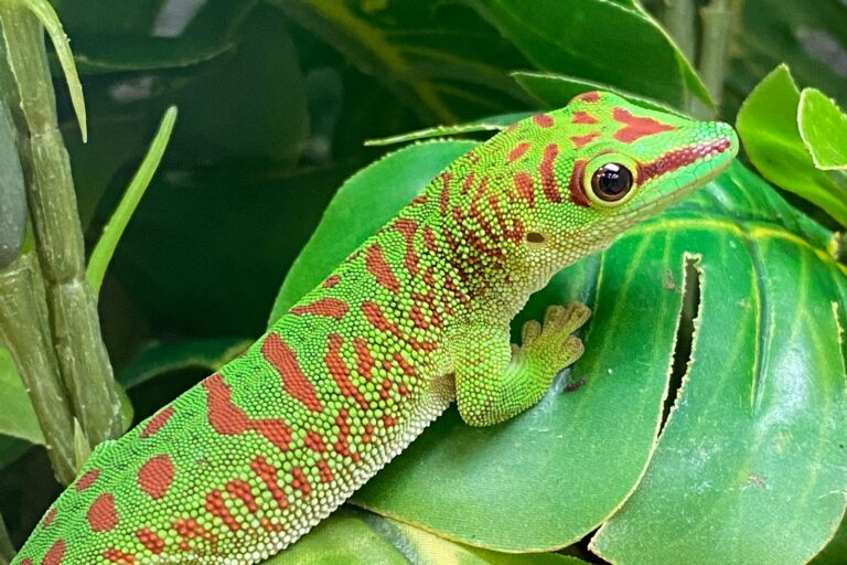 Gecko diurno gigante de Madagascar (Phelsuma grandis) sobre hojas verdes