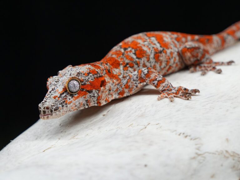 Gecko gárgola (Rhacodactylus auriculatus) de fase rojiza sobre una roca