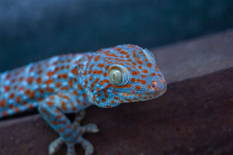 Gecko tokay (Gekko gecko) con su coloración azul y naranja
