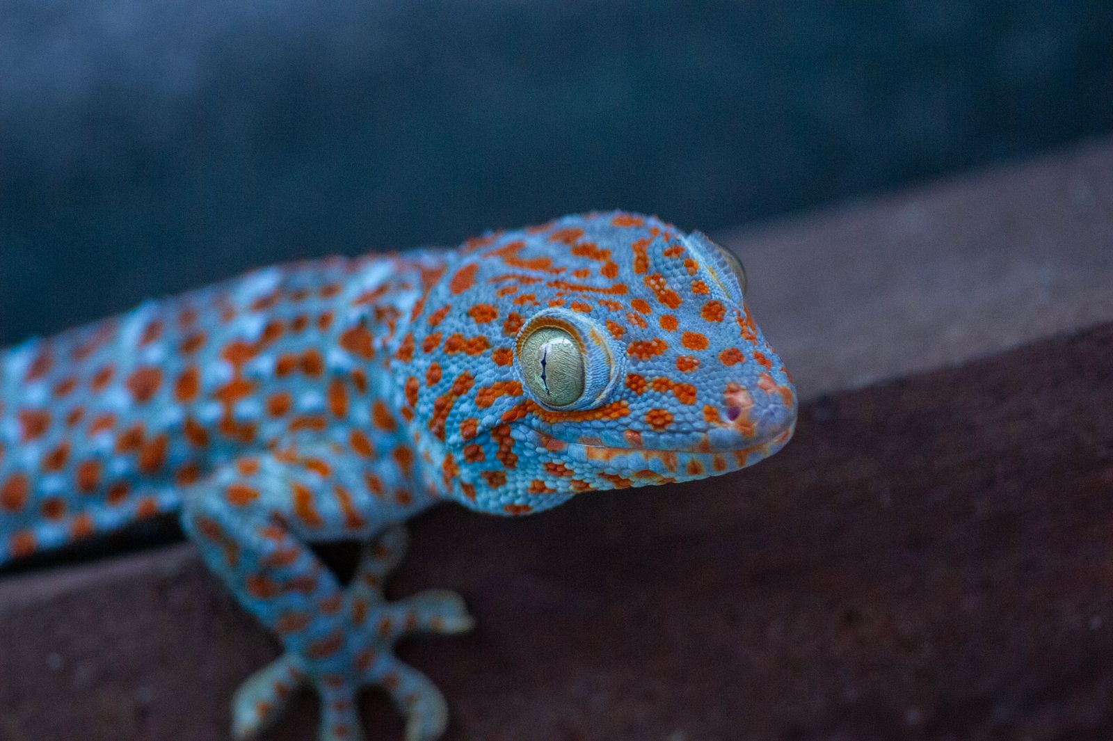 Gecko tokay (Gekko gecko) con su coloración azul y naranja