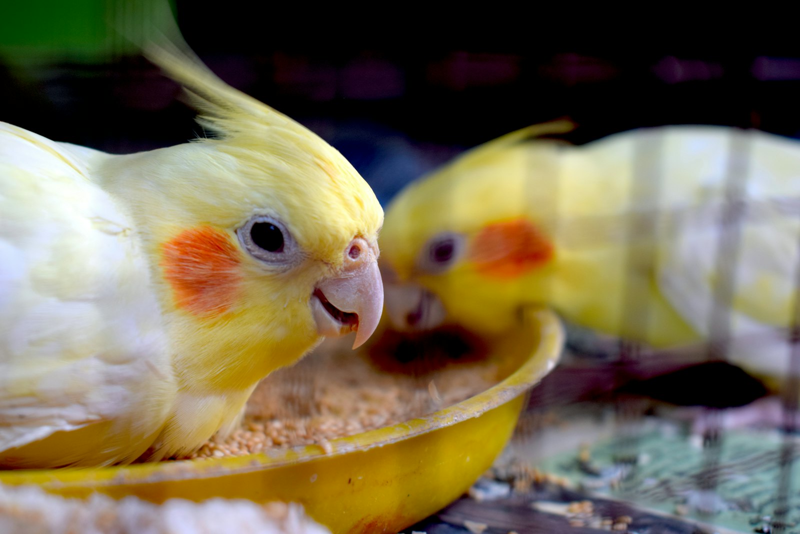 Dos ninfas (Nymphicus hollandicus) comiendo semillas de un comedero