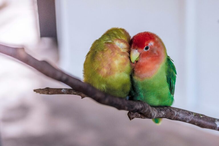 Pareja de agapornis de cara rosada (Agapornis roseicollis) en una rama