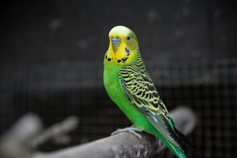 Periquito común (Melopsittacus undulatus) verde posado en una rama