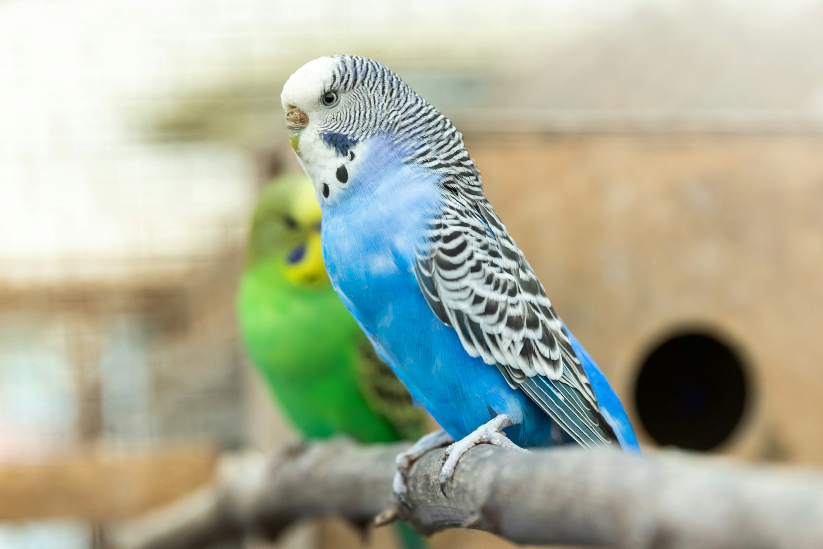 Periquito azul y periquito verde posados en una rama