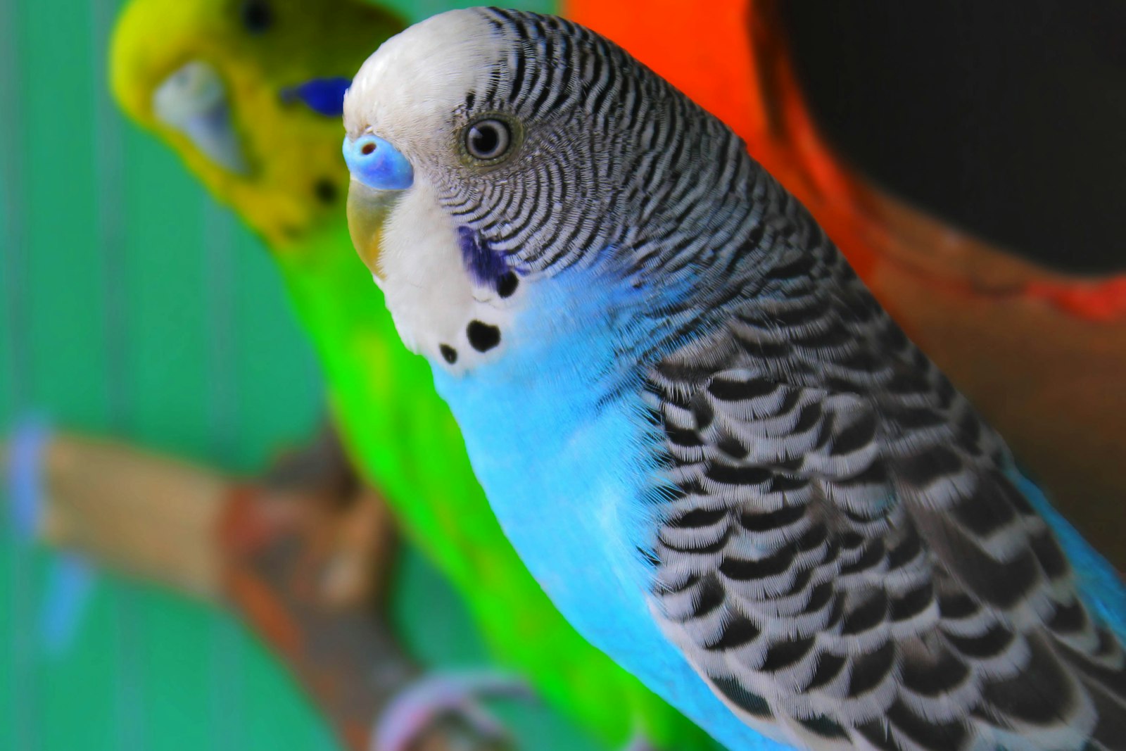 Dos periquitos (Melopsittacus undulatus), uno azul y otro verde