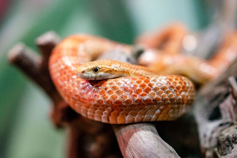 Serpiente del maíz (Pantherophis guttatus) enroscada en una rama